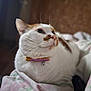 cat, pet, indoor, fluffy, white, orange, collar, bell, blanket, soft, cozy, feline, closeup, whiskers, relaxed, cute, animal, portrait, bedroom, curious