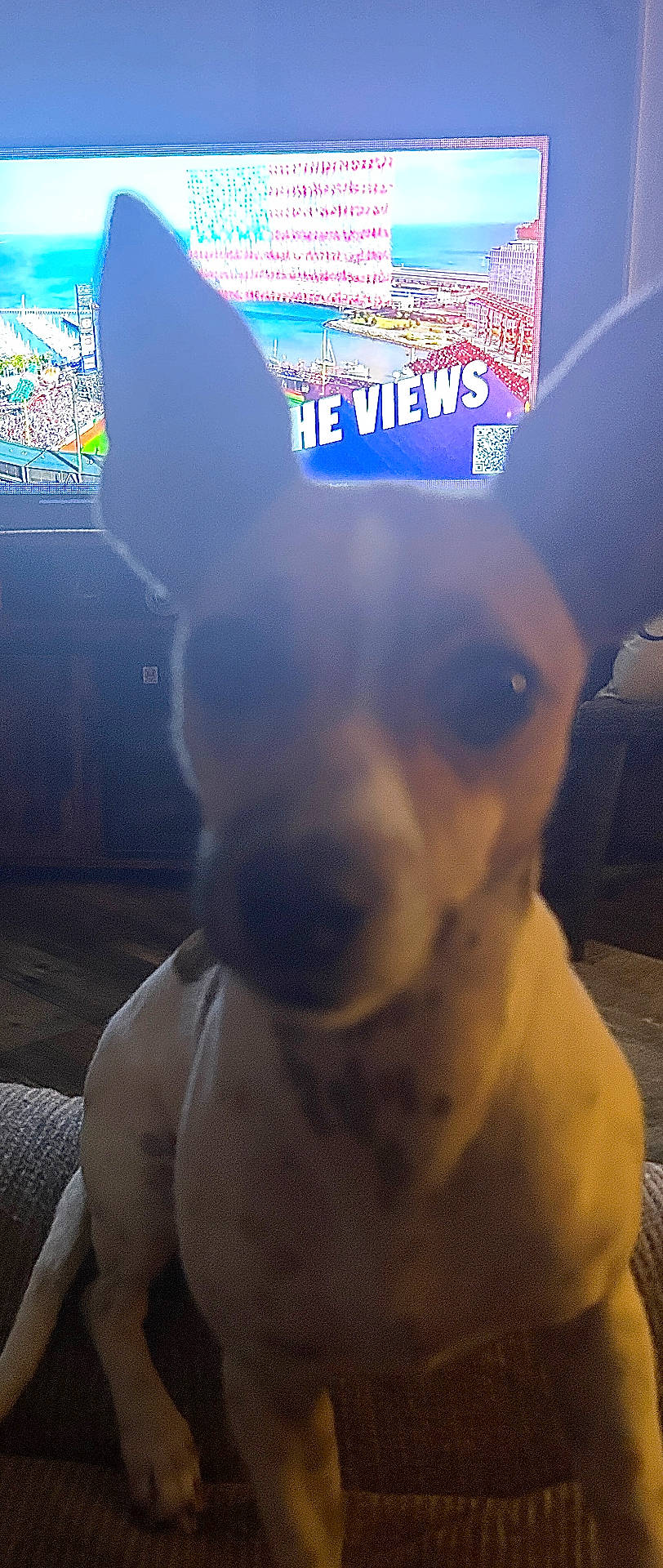Tilly joined the competition — help win amazing prizes! alert, brown_and_white, canine, couch, dog, floor, front_view, furniture, home, indoors, large_dog, living_room, looking_at_camera, pet, photography, pointy_ears, portrait, short_hair, sitting, television