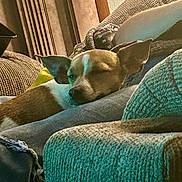 Tilly joined the competition — help win amazing prizes! dog, sleeping, resting, brown_and_white, pet, animal, couch, cushions, blanket, indoors, home, cozy, relaxed, close_up, portrait, soft_light, textured_fabric, lounging, nap, comfortable