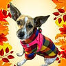 Tilly is registered to the contest to win money with this photo: dog, small_dog, pet, animal, autumn, fall_leaves, colorful, plaid_sweater, harness, pink, fashion, portrait, close_up, sitting, outdoor_theme, leaf_frame, bright_colors, cute, companion_animal, collage