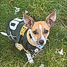 animal, brown_and_white, collar, costume, cute, dog, football, grass, large_ears, lawn, leash, looking_at_camera, outdoor, pet, portrait, puppy, small_dog, sports_jersey, standing, uniform