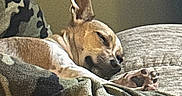 Tilly is registered to the contest to win money with this photo: dog, sleeping, tan_dog, large_ears, paw, bed, blanket, bedroom, indoors, resting, lying_down, relaxed, pet, canine, short_fur, brown, cozy, nap, home, portrait