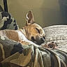 dog, sleeping, tan_dog, large_ears, paw, bed, blanket, bedroom, indoors, resting, lying_down, relaxed, pet, canine, short_fur, brown, cozy, nap, home, portrait