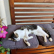 Yuki a rejoint le concours — aidez-le/la à gagner de superbes lots ! animal, bench, cat, cozy, cushion, feline, flower, fur, greenery, home, nature, outdoor, peaceful, pet, pink_flower, plant, relaxing, resting, sleeping, wooden_bench