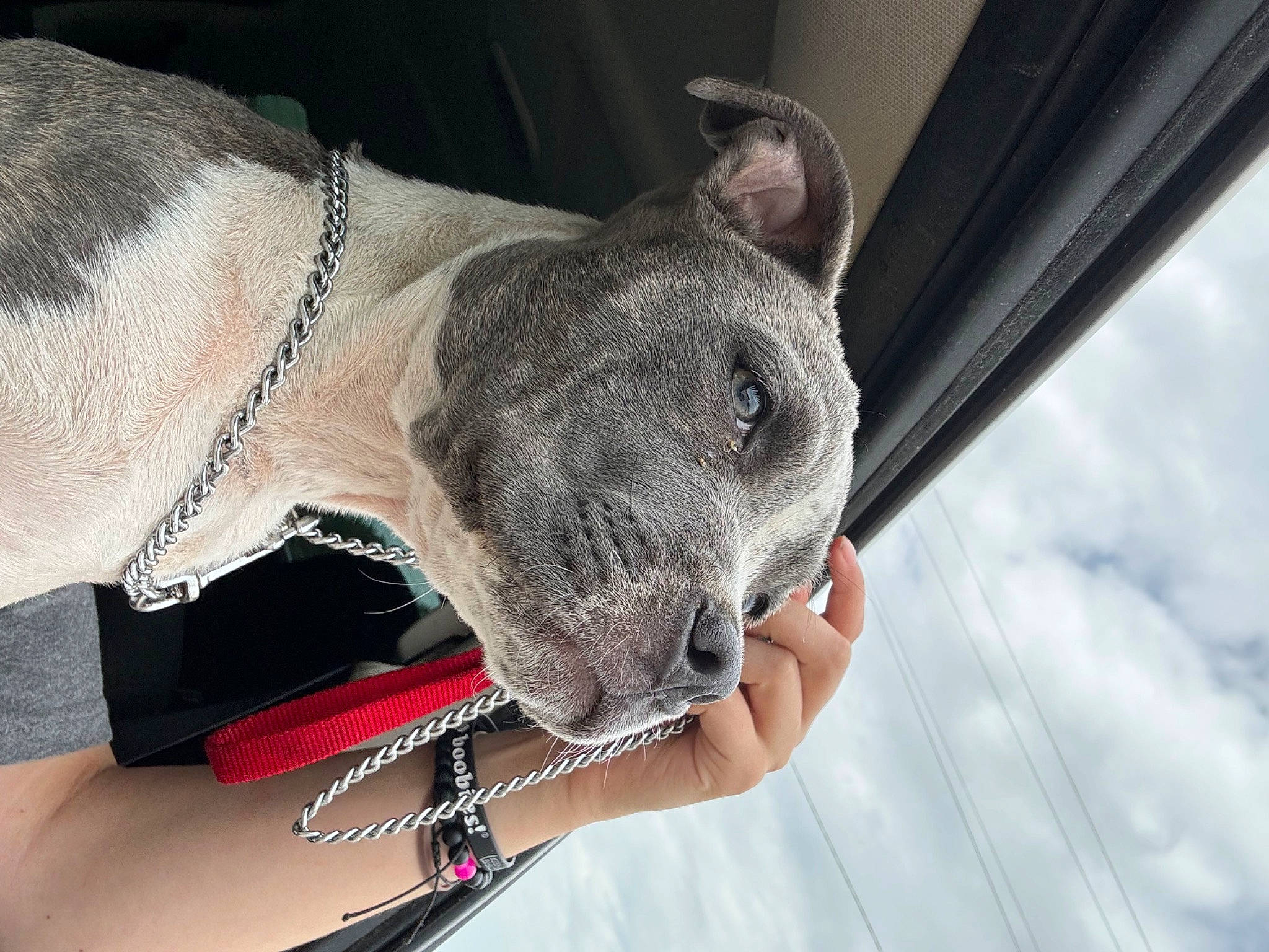Stella joined the competition — help win amazing prizes! ancient_dog_breeds, canidae, carnivore, collar, companion_dog, dog, dog_breed, dog_collar, ear, fashion_accessory, fawn, grey, jewellery, non_sporting_group, snout, whiskers, working_animal, wrist