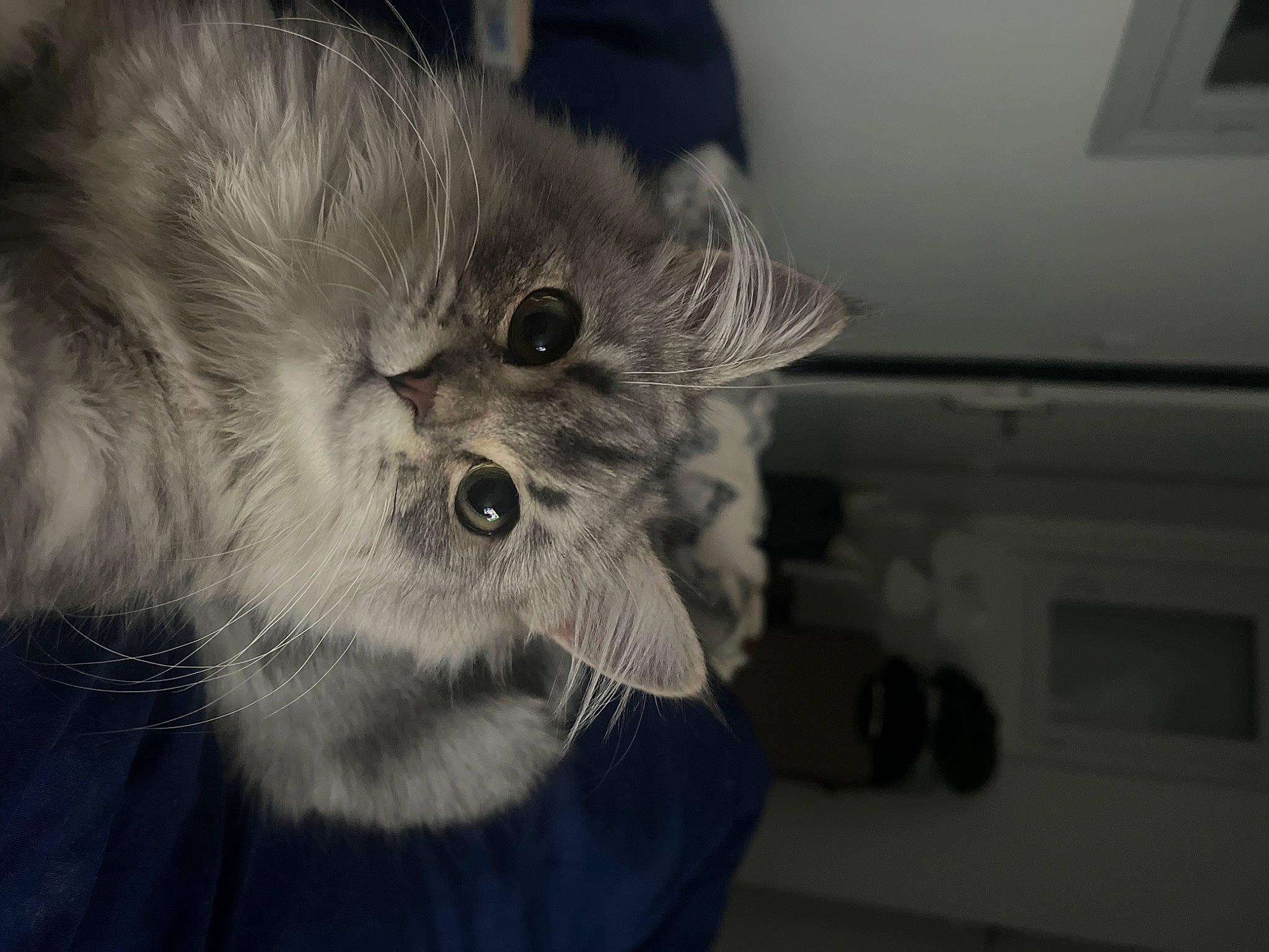 Kiara participe au concours pour gagner de l'argent avec cette photo : british_longhair, canidae, carnivore, cat, claw, domestic_short_haired_cat, felidae, fur, grey, monochrome, monochrome_photography, paw, small_to_medium_sized_cats, smile, snout, whiskers