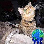 Cleo is registered to the contest to win money with this photo: animal, bedroom, bell, blanket, cat, close_up, collar, colorful_graphic, cozy, earth_sticker, flash_photography, furniture, green_eyes, indoor, night, pet, portrait, sitting, tabby, whiskers