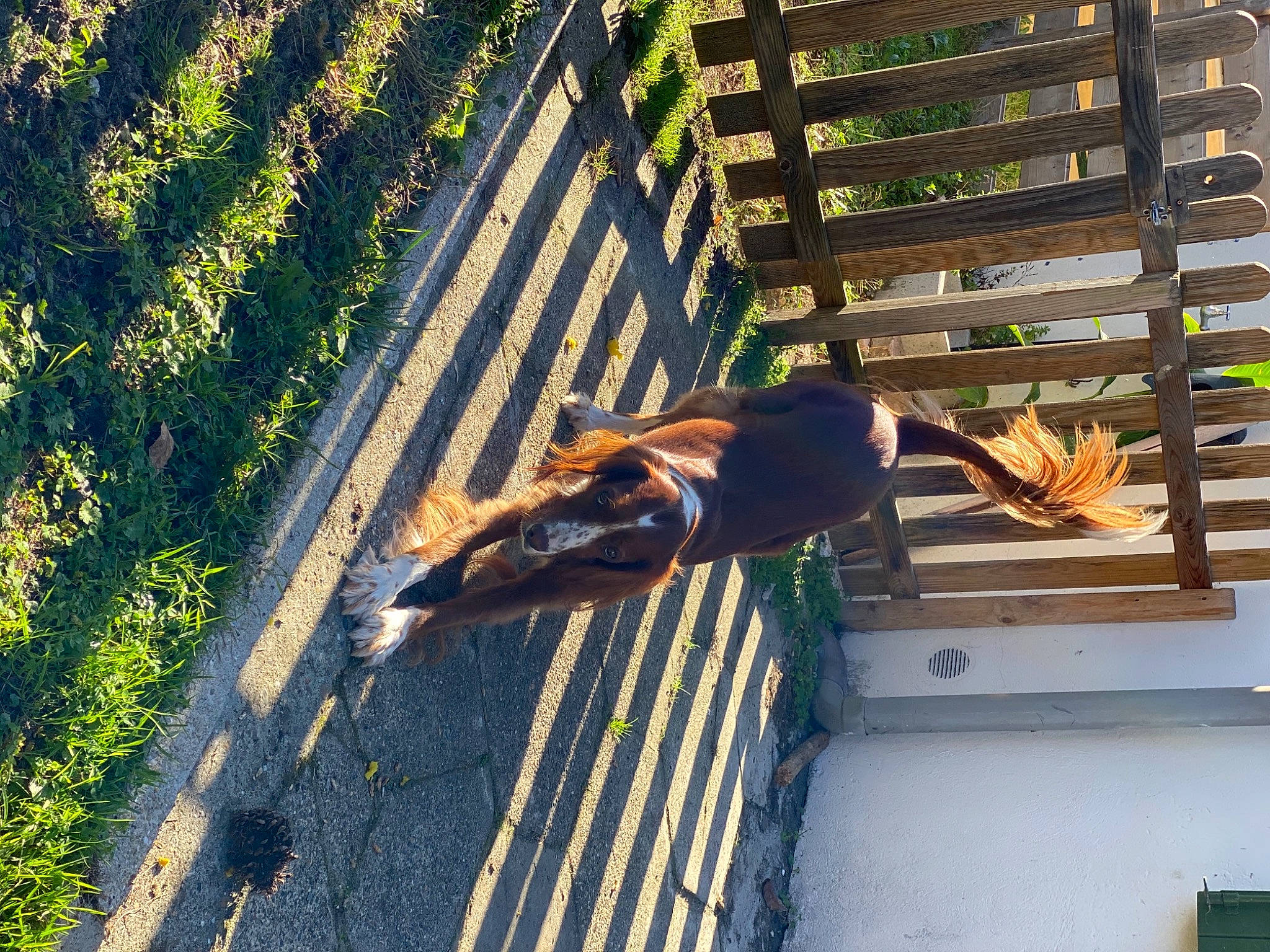 Ninou participe au concours pour gagner de l'argent avec cette photo : leaf, roof, shadow, sunlight, wood