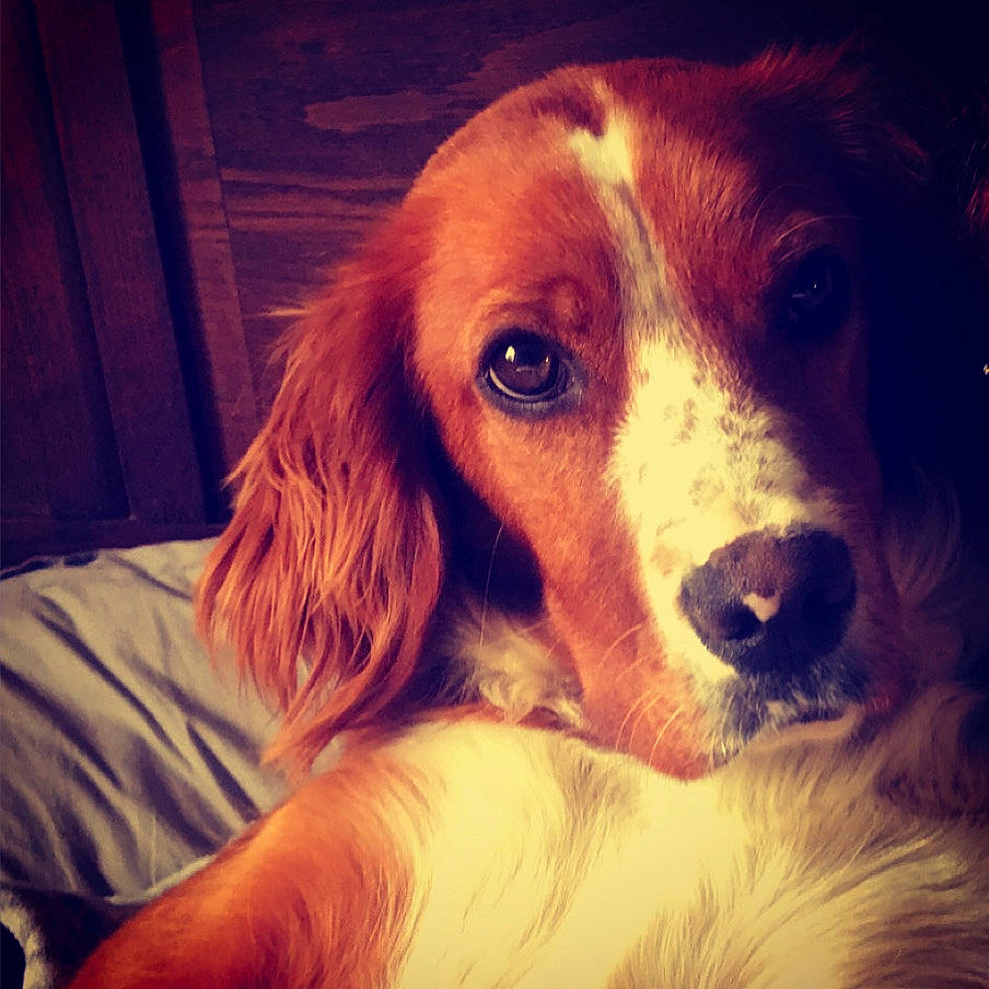 Ninou participe au concours pour gagner de l'argent avec cette photo : canidae, carnivore, companion_dog, dog, dog_breed, irish_red_and_white_setter, irish_setter, kooikerhondje, mammal, nose, puppy_love, rare_breed_dog, setter, snout, spaniel, sporting_group, vertebrate, welsh_springer_spaniel, whiskers