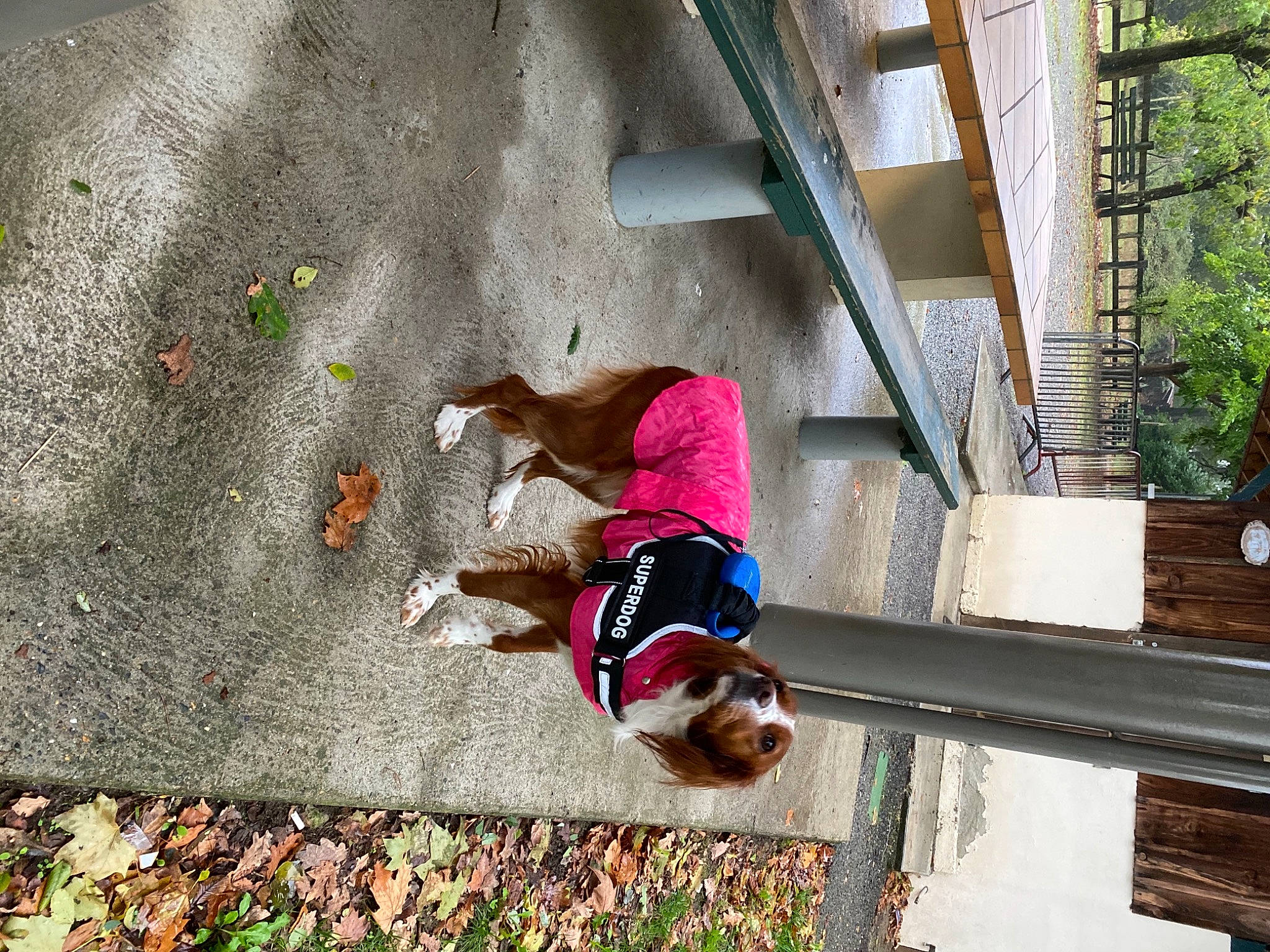 Ninou participe au concours pour gagner de l'argent avec cette photo : adventure, canidae, fawn, leisure, recreation, sporting_group