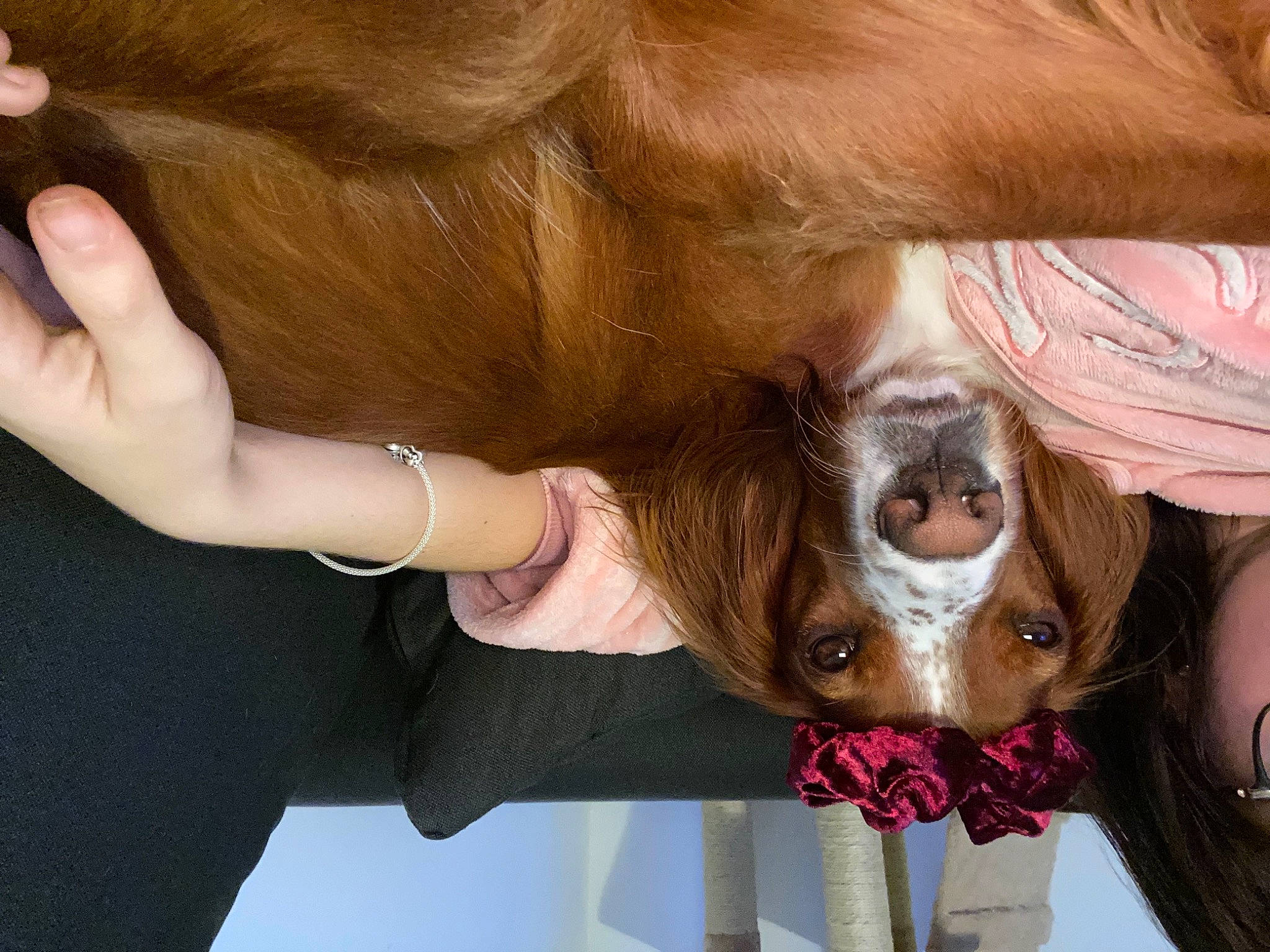 Ninou a rejoint le concours — aidez-le/la à gagner de superbes lots ! brown_hair, canidae, carnivore, cavalier_king_charles_spaniel, companion_dog, dog, dog_breed, fawn, hair_coloring, hand, nail, puppy_love, sporting_group