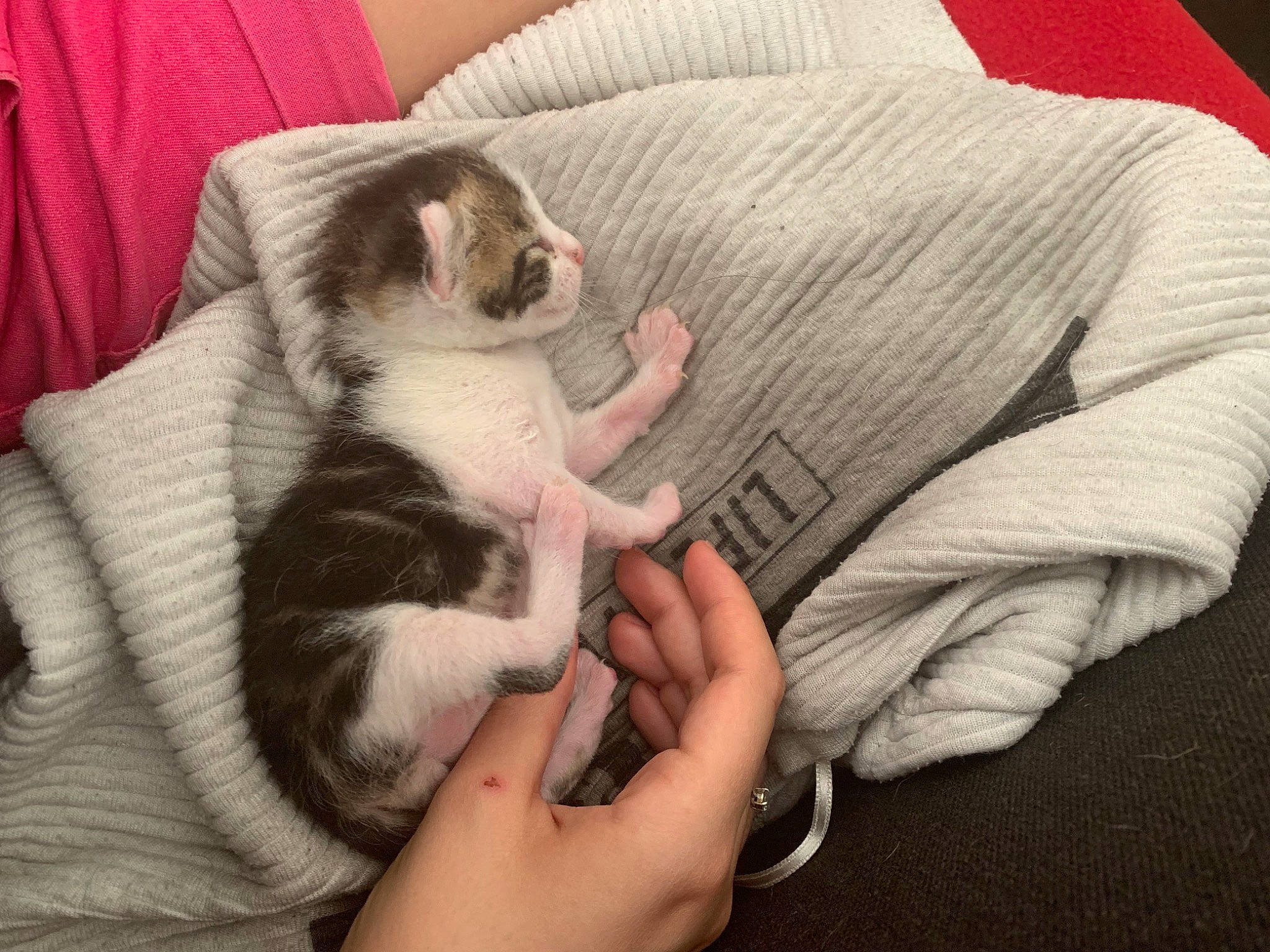 Pablo participe au concours pour gagner de l'argent avec cette photo : carnivore, cat, ear, felidae, hand, kitten, puppy, puppy_love, skin, small_to_medium_sized_cats, tail, whiskers