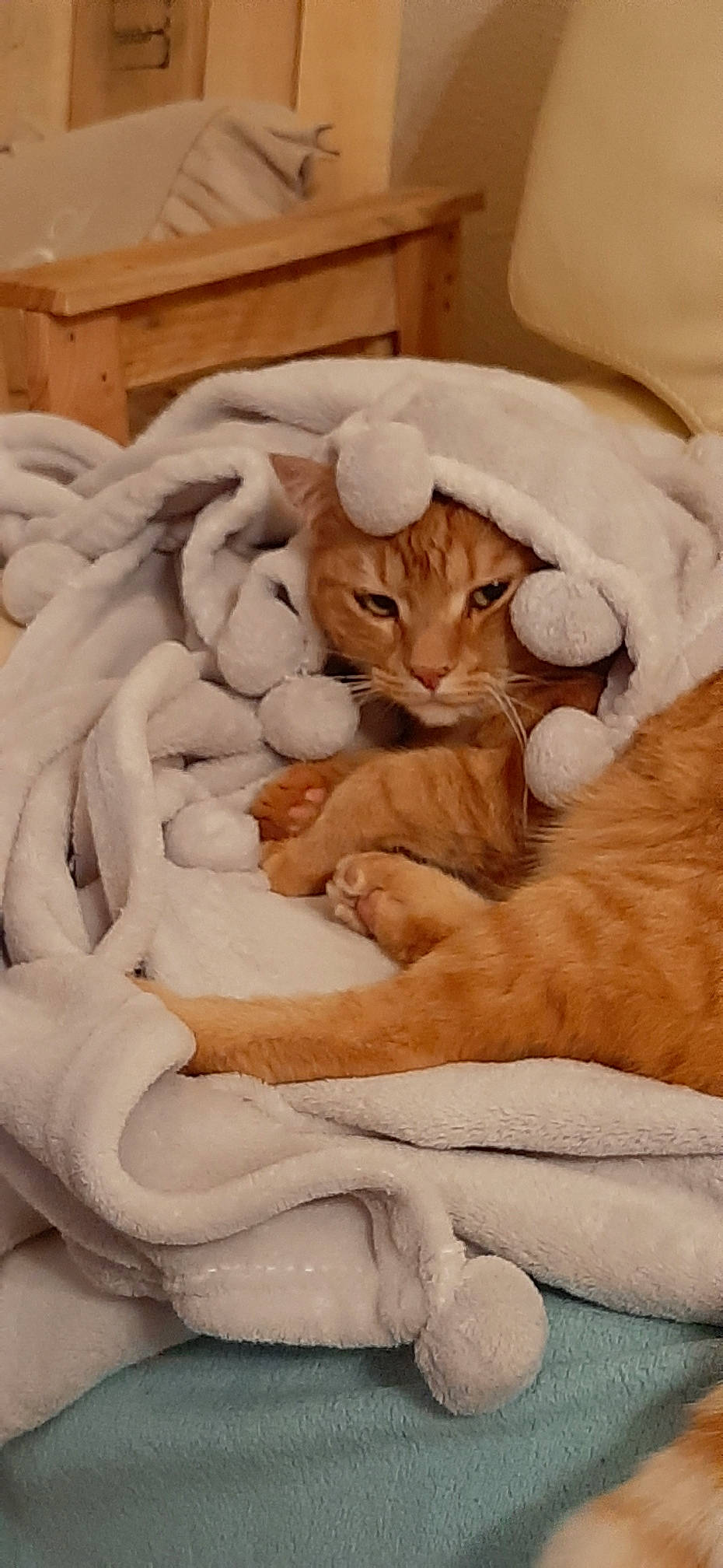 Bailey a rejoint le concours — aidez-le/la à gagner de superbes lots ! aegean_cat, arabian_mau, asian, burmilla, carnivore, cat, fawn, felidae, oriental_longhair, paw, singapura, small_to_medium_sized_cats, whiskers