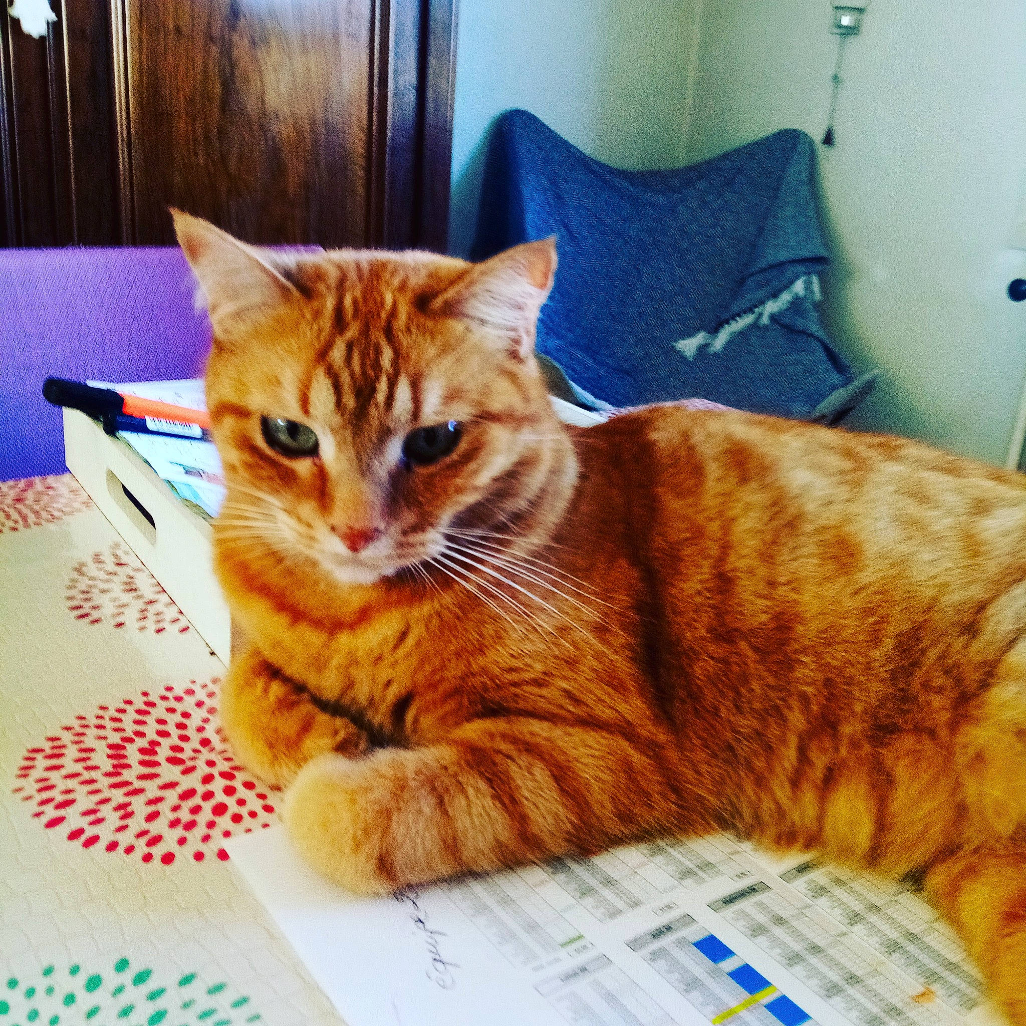 Bailey a rejoint le concours — aidez-le/la à gagner de superbes lots ! american_shorthair, asian, australian_mist, bengal, carnivore, cat, domestic_short_haired_cat, dragon_li, european_shorthair, eye, felidae, fur, kitten, mammal, ocicat, sitting, small_to_medium_sized_cats, tabby_cat, toyger, whiskers