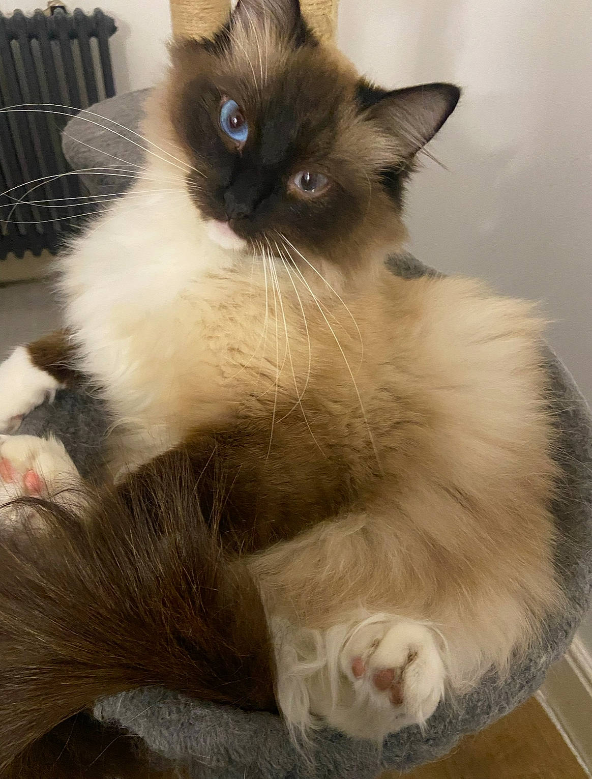 Gary joined the competition — help win amazing prizes! balinese, birman, carnivore, cat, claw, fawn, felidae, fur, iris, paw, ragdoll, siamese, small_to_medium_sized_cats, snout, tail, terrestrial_animal, thai, whiskers