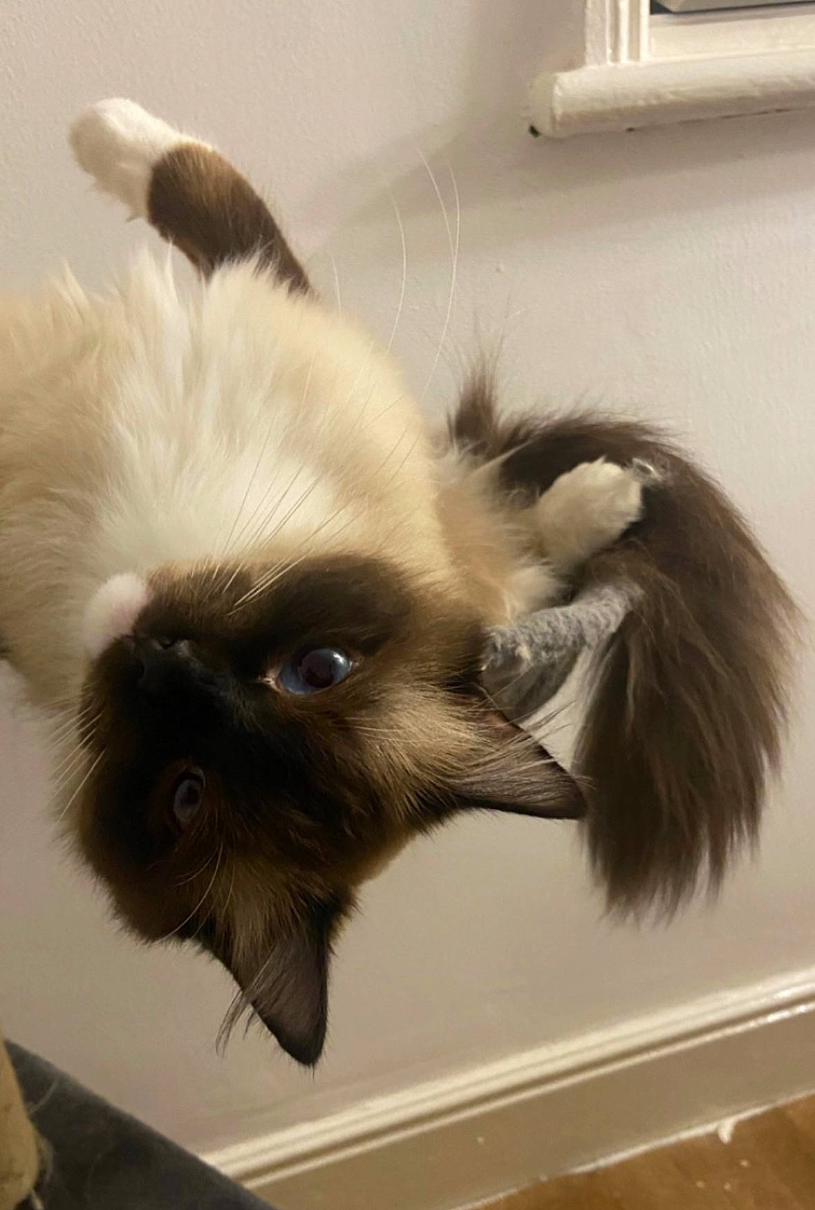 Gary joined the competition — help win amazing prizes! balinese, birman, carnivore, cat, claw, fawn, felidae, fur, natural_material, picture_frame, siamese, small_to_medium_sized_cats, snout, tail, thai, wall_plate, whiskers
