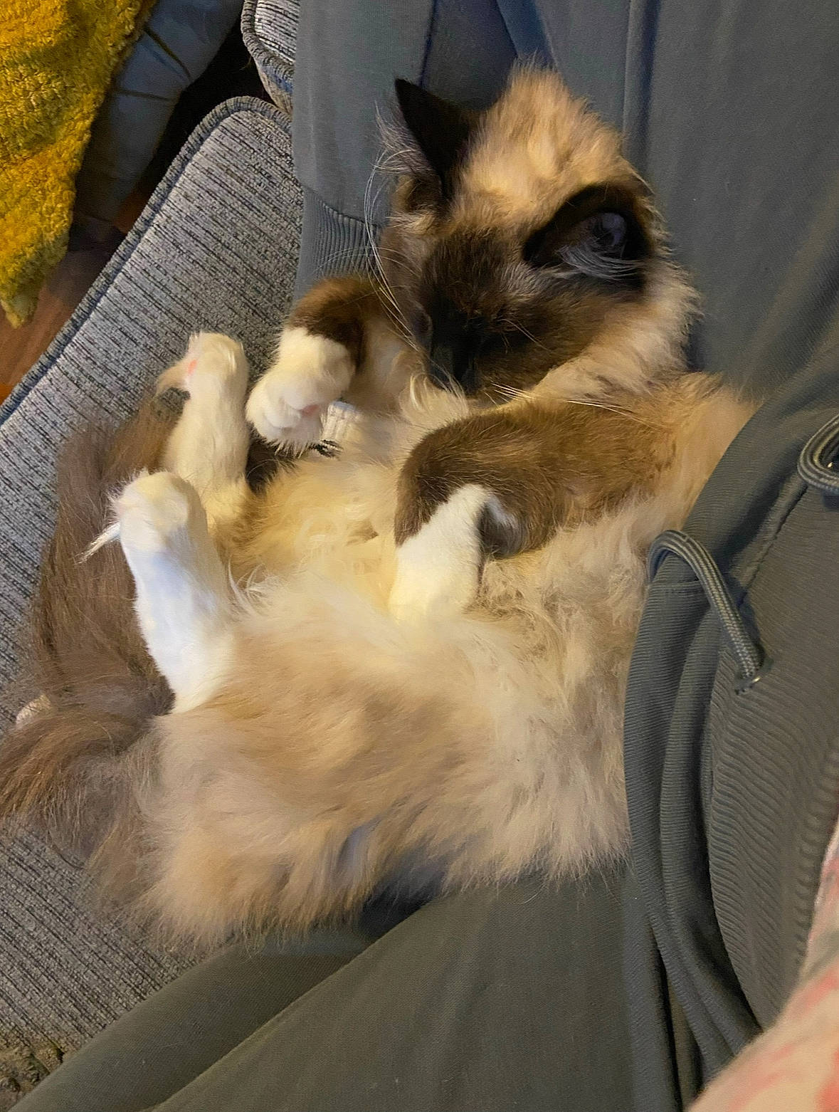 Gary is registered to the contest to win money with this photo: balinese, birman, canidae, carnivore, cat, claw, comfort, companion_dog, dog_breed, fawn, felidae, fur, paw, ragdoll, siamese, small_to_medium_sized_cats, snout, tail, thai, whiskers