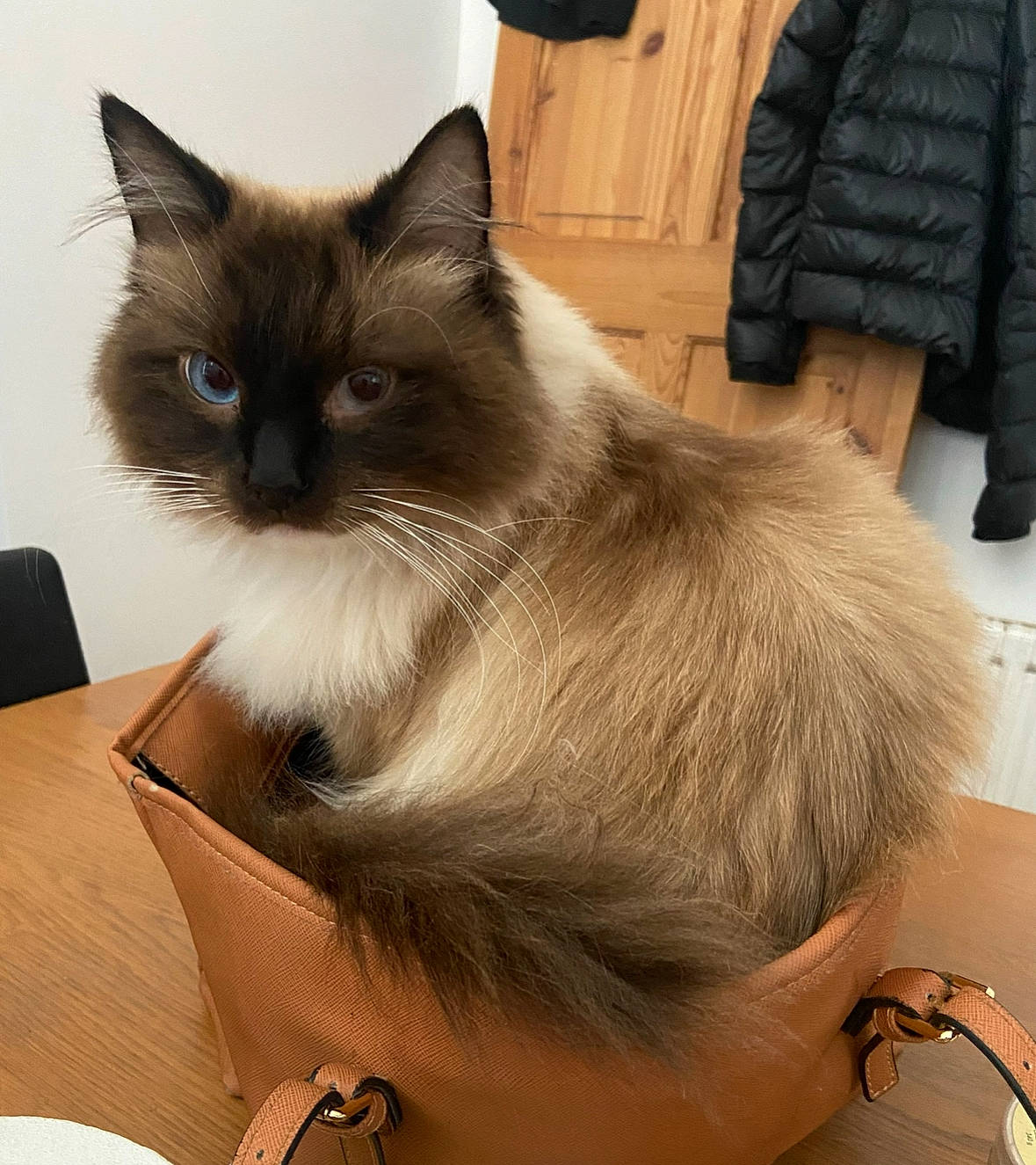 Gary joined the competition — help win amazing prizes! balinese, birman, box, cardboard, carnivore, cat, chair, domestic_short_haired_cat, fawn, felidae, fur, packaging_and_labeling, paw, ragdoll, shipping_box, small_to_medium_sized_cats, tail, thai, tonkinese, whiskers