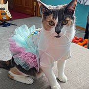 Willow joined the competition — help win amazing prizes! calico_cat, cat, tutu, tulle, costume, white_shirt, paws, whiskers, golden_eyes, ottoman, indoor, bass_guitar, door, curtain, teal_wall, carpet, furniture, portrait, playful, sitting