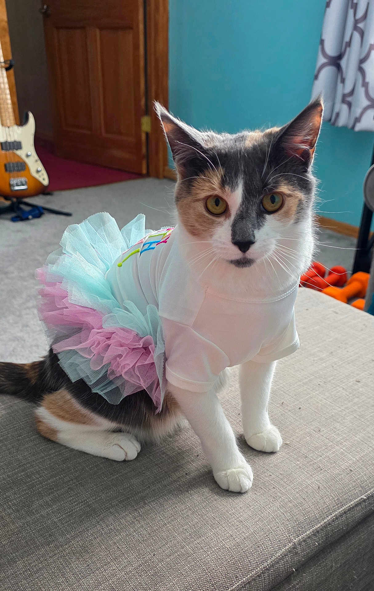 Willow joined the competition — help win amazing prizes! calico_cat, cat, tutu, tulle, costume, white_shirt, paws, whiskers, golden_eyes, ottoman, indoor, bass_guitar, door, curtain, teal_wall, carpet, furniture, portrait, playful, sitting