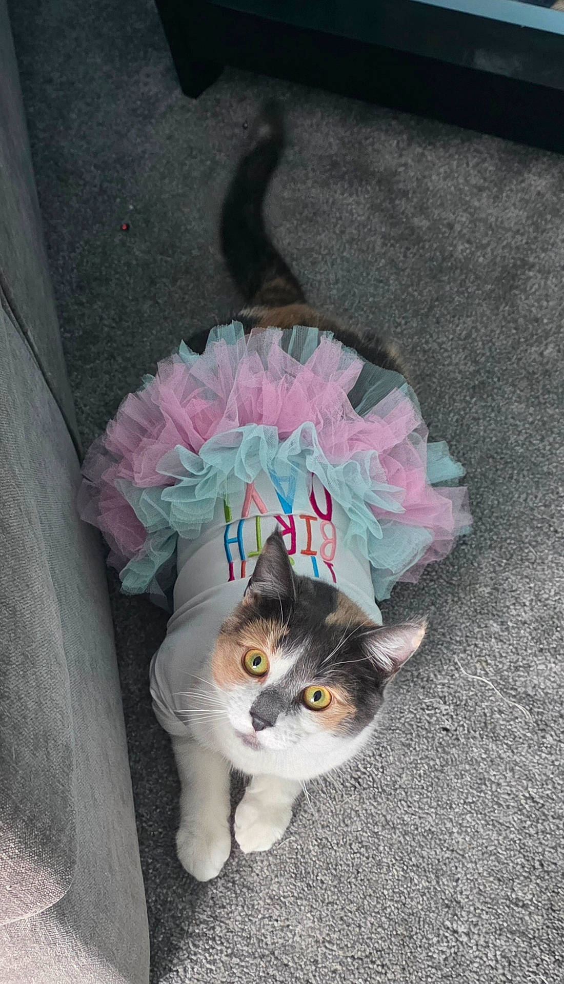 Willow joined the competition — help win amazing prizes! birthday_shirt, calico_cat, carpet, cat, costume, curious, cute, fabric, grey_interior, indoor, looking_up, paws, pet, playful, portrait, sofa, tail, tutu, whiskers, yellow_eyes