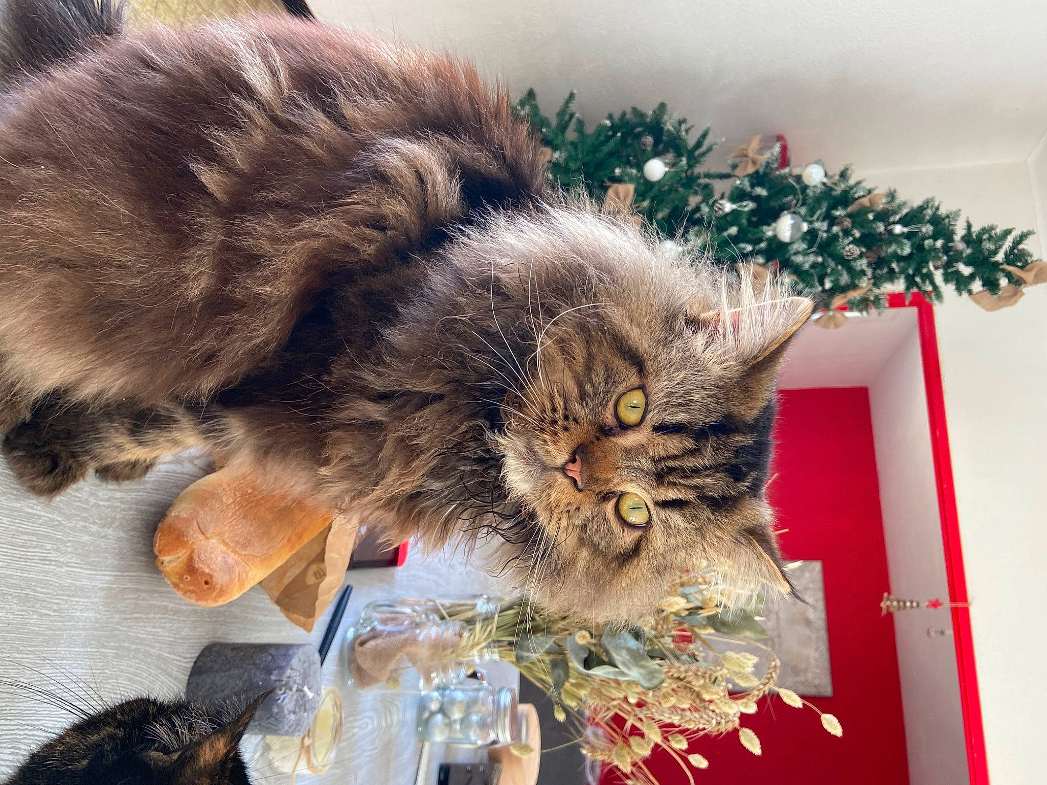 Kawa a rejoint le concours — aidez-le/la à gagner de superbes lots ! carnivore, cat, christmas, christmas_decoration, christmas_eve, christmas_ornament, christmas_tree, conifer, domestic_short_haired_cat, event, fawn, felidae, fur, holiday, paw, plant, small_to_medium_sized_cats, tail, tree, whiskers