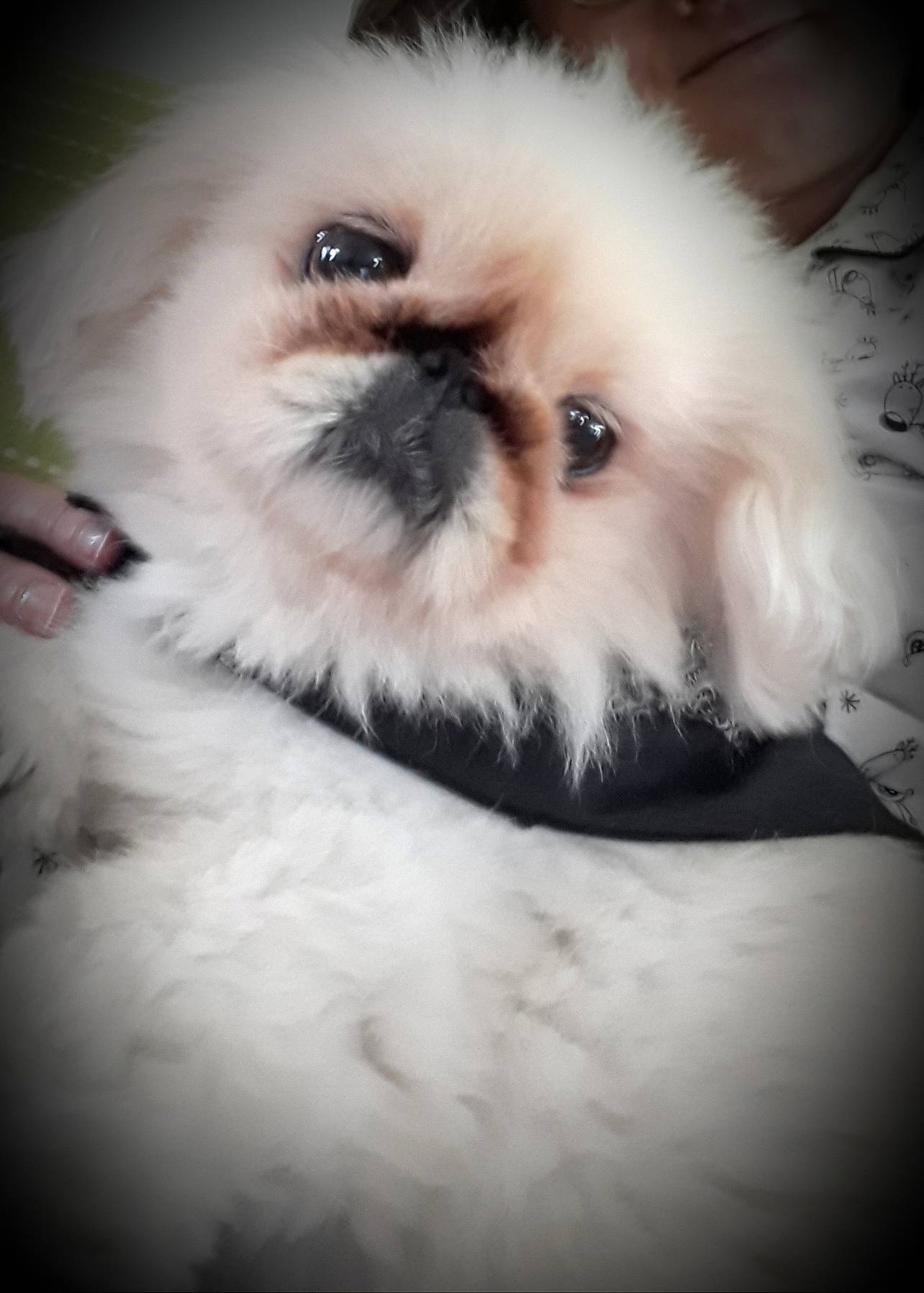 Lipsy participe au concours pour gagner de l'argent avec cette photo : canidae, carnivore, close_up, companion_dog, dog, dog_breed, fawn, fur, human_body, liver, maltepoo, non_sporting_group, puppy, shih_tzu, snout, sporting_group, terrier, toy_dog, whiskers, working_animal