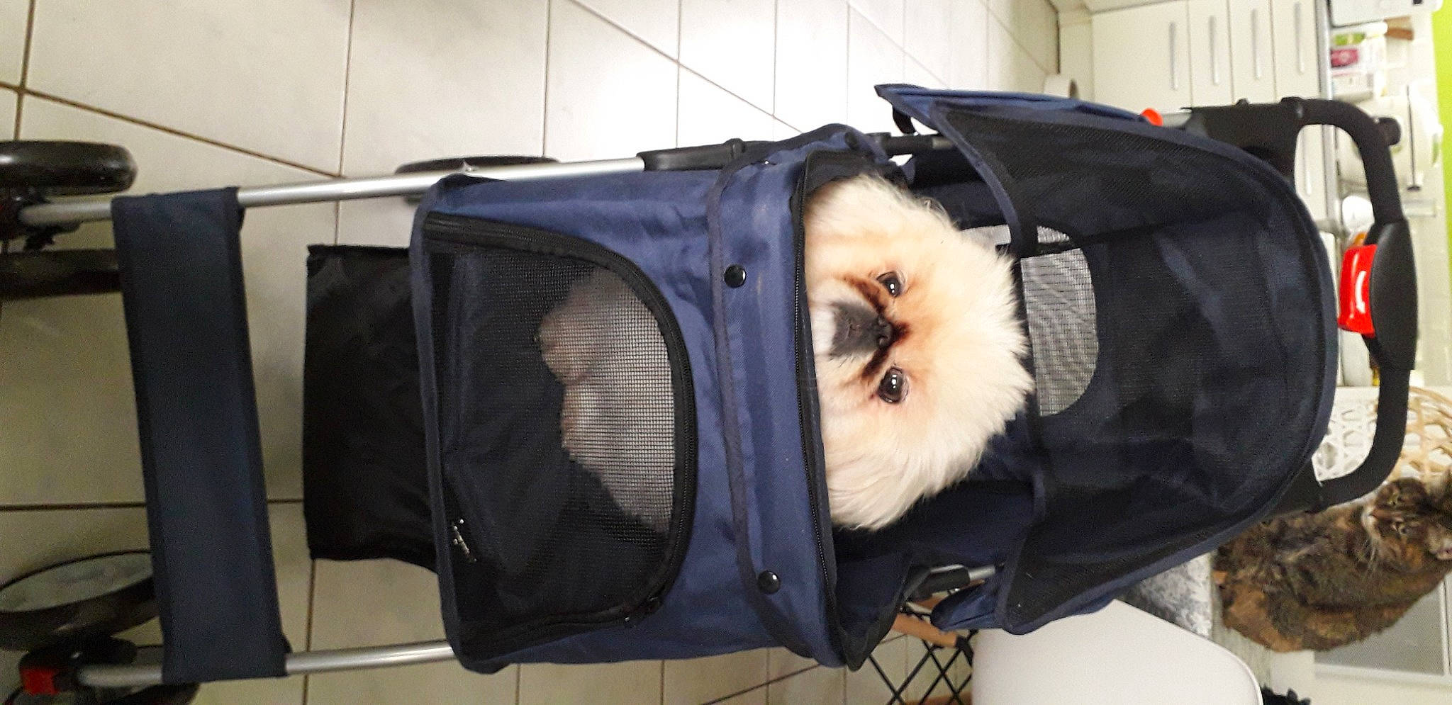 Lipsy participe au concours pour gagner de l'argent avec cette photo : audio_equipment, bag, baggage, canidae, carnivore, event, eyewear, fashion_accessory, felidae, fur, personal_protective_equipment, pet_supply, room, small_to_medium_sized_cats, whiskers