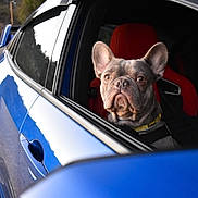Raiden is registered to the contest to win money with this photo: adventure, animal, blue_car, car, closeup, collar, curious, daylight, dog, french_bulldog, leash, nature, outdoor, pet, portrait, red_seat, road, transport, vehicle, window