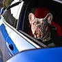 adventure, animal, blue_car, car, closeup, collar, curious, daylight, dog, french_bulldog, leash, nature, outdoor, pet, portrait, red_seat, road, transport, vehicle, window