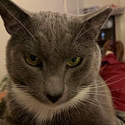 Boots Coyle joined the competition — help win amazing prizes! cat, gray_cat, close_up, yellow_eyes, whiskers, indoor, pet, feline, fur, animal, face, portrait, relaxed, domestic_cat, home, blurred_background, cozy, sitting, looking