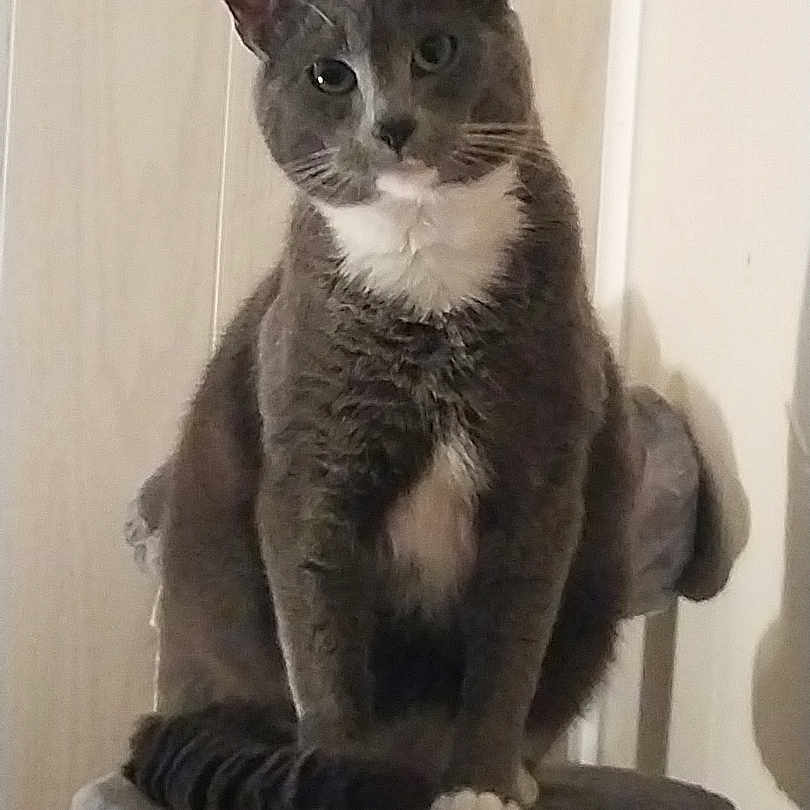 Boots Coyle joined the competition — help win amazing prizes! animal, calm, cat, cat_tree, curious, domestic_cat, ears, feline, furniture, gray_cat, house_pet, indoor, looking, paw, pet, portrait, sitting, tail, whiskers, white_fur