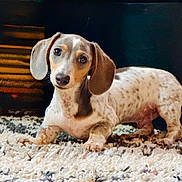 Gus-Gus is registered to the contest to win money with this photo: dog, puppy, dachshund, pet, animal, cute, ears, fur, carpet, indoor, brown, white, spotted, small, lying_down, looking, canine, domestic, adorable, young