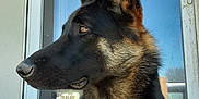 Stitch a rejoint le concours — aidez-le/la à gagner de superbes lots ! german_shepherd, dog, profile, ears, fur, alert, pet, animal, canine, outdoor, door, glass, reflection, window, portrait, looking_away, brown, black, medium_coat, domestic_animal