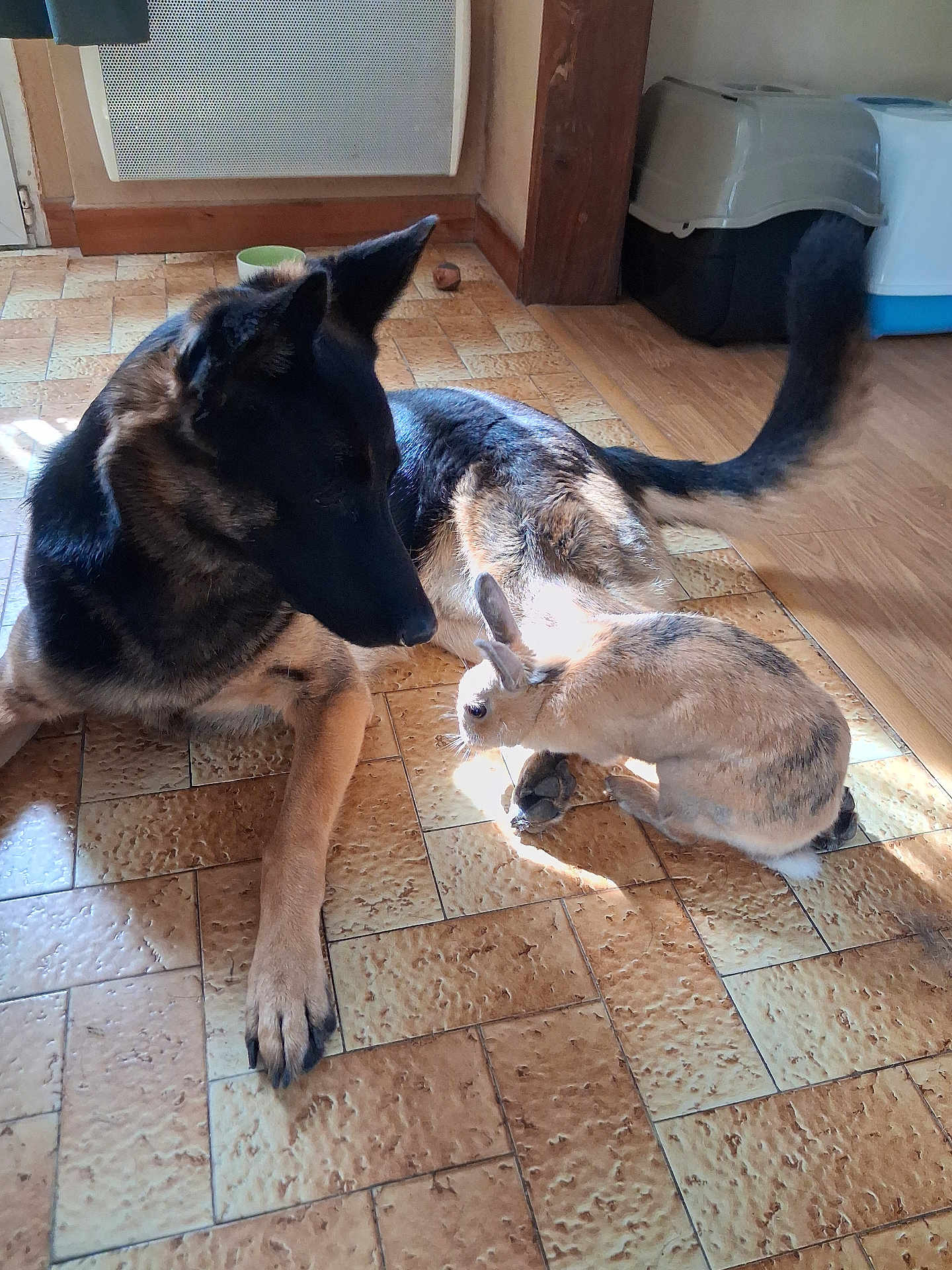 Stitch a rejoint le concours — aidez-le/la à gagner de superbes lots ! dog, rabbit, indoor, tile_floor, sunlight, shadow, pet, animal, german_shepherd, small_rabbit, brown, black, fur, flooring, quiet, companion, cozy, peaceful, household, wooden_trim