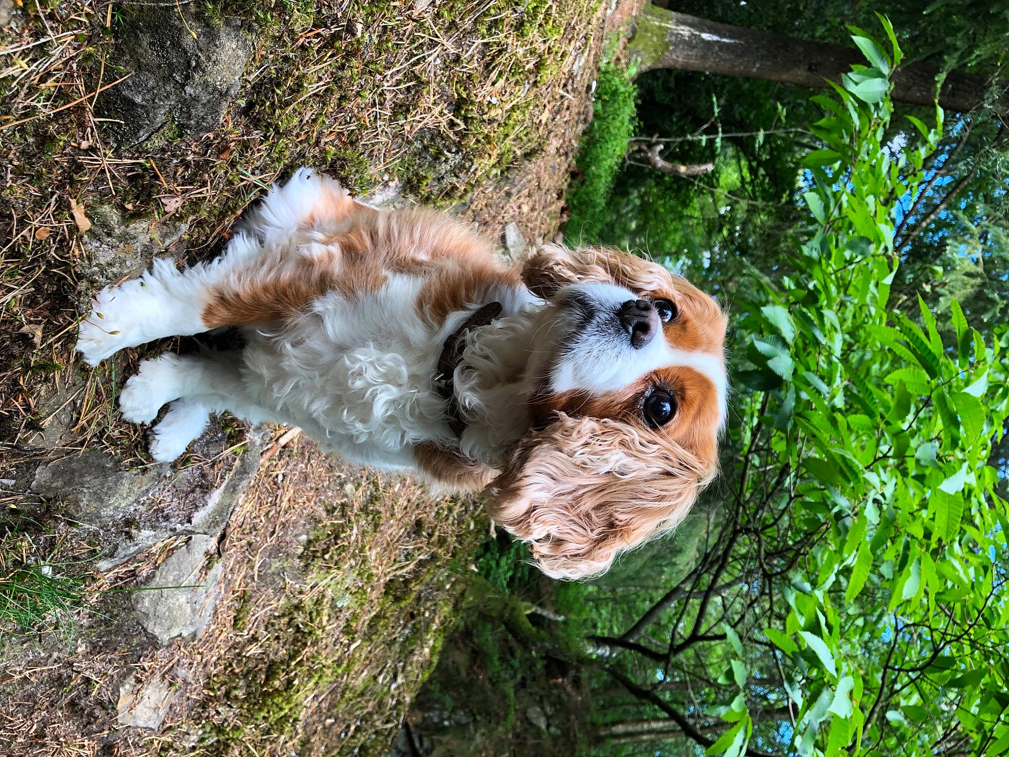 Fidjy participe au concours pour gagner de l'argent avec cette photo : american_cocker_spaniel, canidae, carnivore, cavalier_king_charles_spaniel, cocker_spaniel, companion_dog, dog, dog_breed, fawn, grass, spaniel, sporting_group, tree