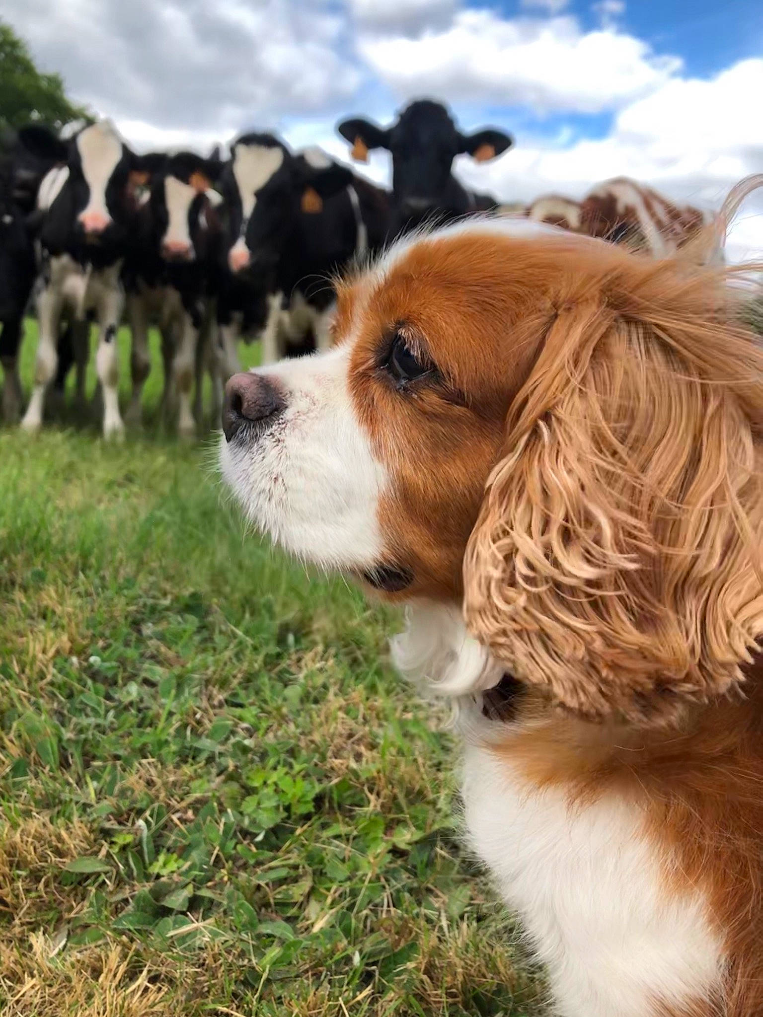 Fidjy a rejoint le concours — aidez-le/la à gagner de superbes lots ! beagle, canidae, carnivore, cavalier, cavalier_king_charles_spaniel, cocker_spaniel, companion_dog, dog, dog_breed, grass, king_charles_spaniel, mammal, puppy, rare_breed_dog, snout, spaniel, sporting_group, vertebrate