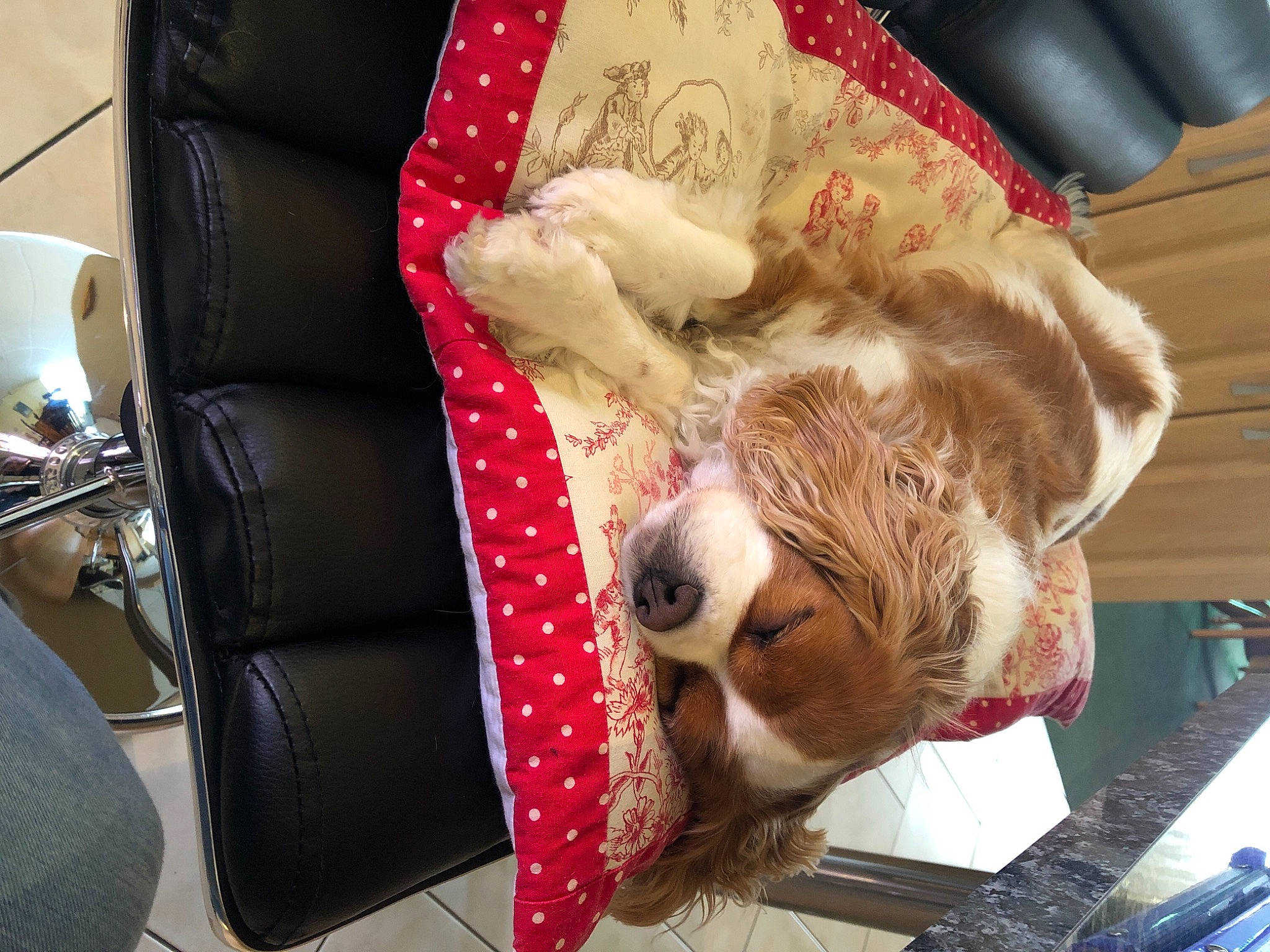 Fidjy participe au concours pour gagner de l'argent avec cette photo : canidae, carnivore, cat, cavalier_king_charles_spaniel, companion_dog, dog, dog_breed, fawn, nap, puppy, puppy_love, sporting_group, toy_dog, whiskers