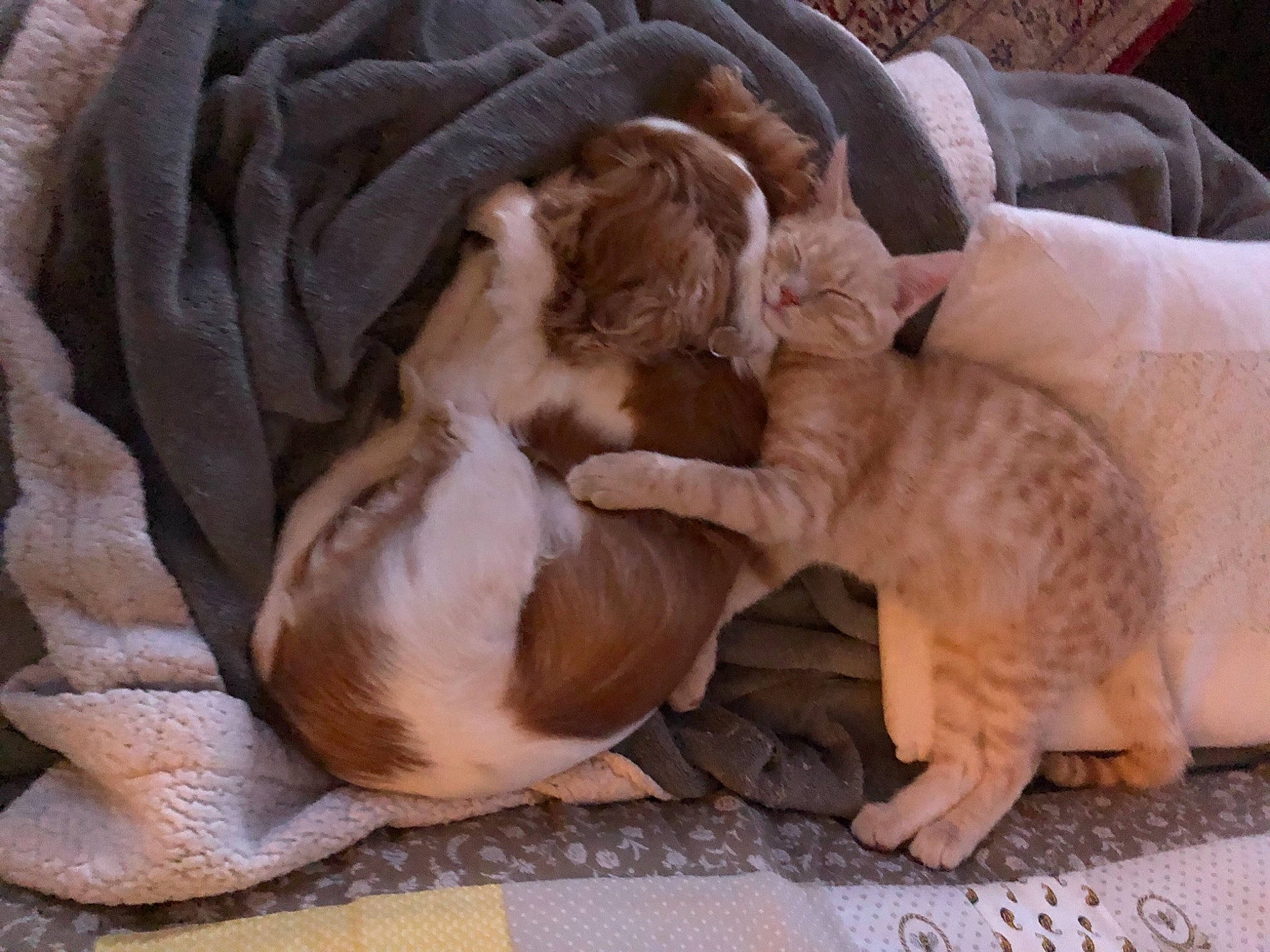 Fidjy participe au concours pour gagner de l'argent avec cette photo : canidae, carnivore, cat, companion_dog, cornish_rex, fawn, felidae, kitten, mammal, nap, small_to_medium_sized_cats, sphynx, sporting_group, vertebrate