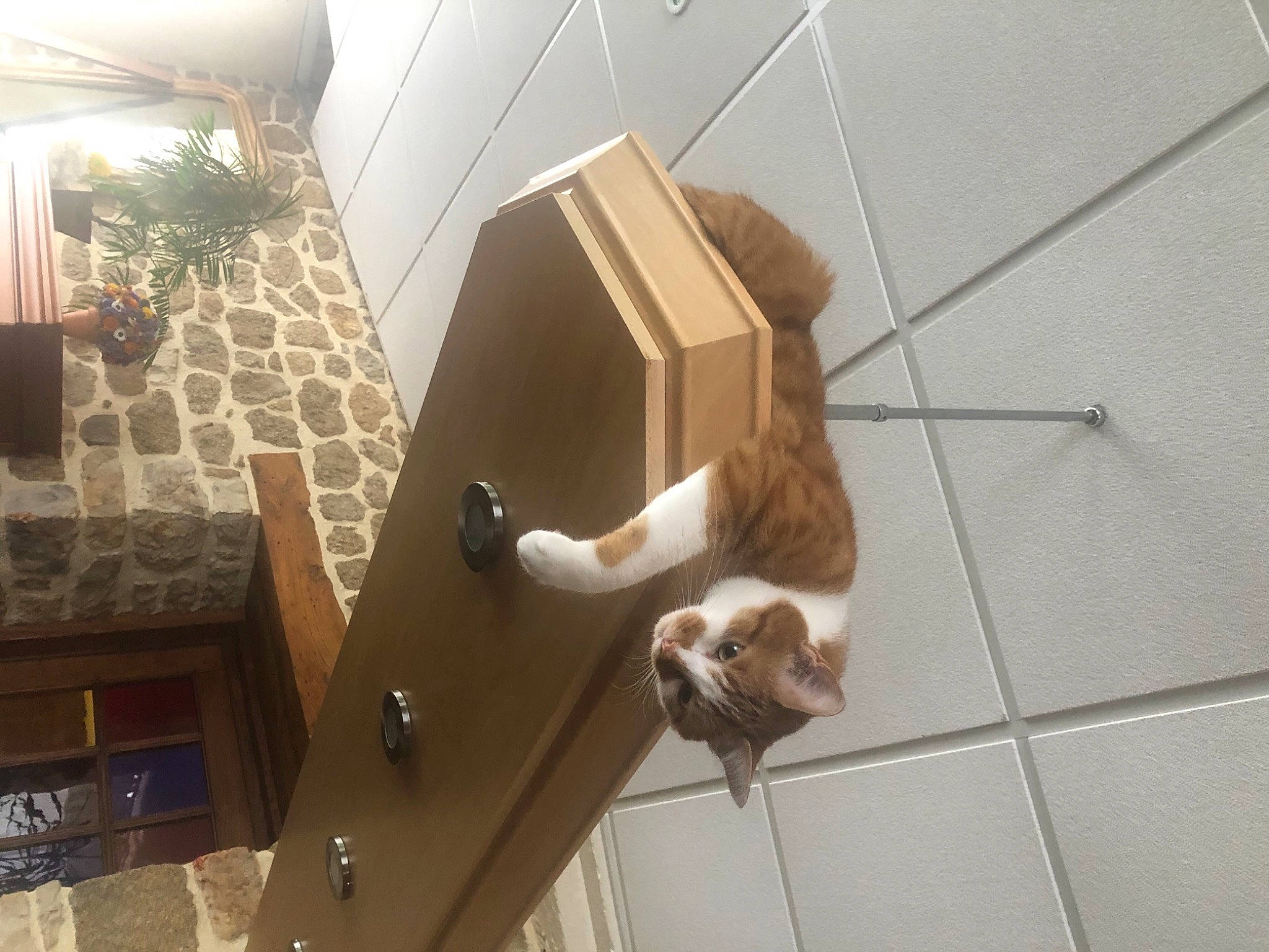 Wolf a rejoint le concours — aidez-le/la à gagner de superbes lots ! cardboard, carnivore, cat, ceiling, fawn, felidae, small_to_medium_sized_cats