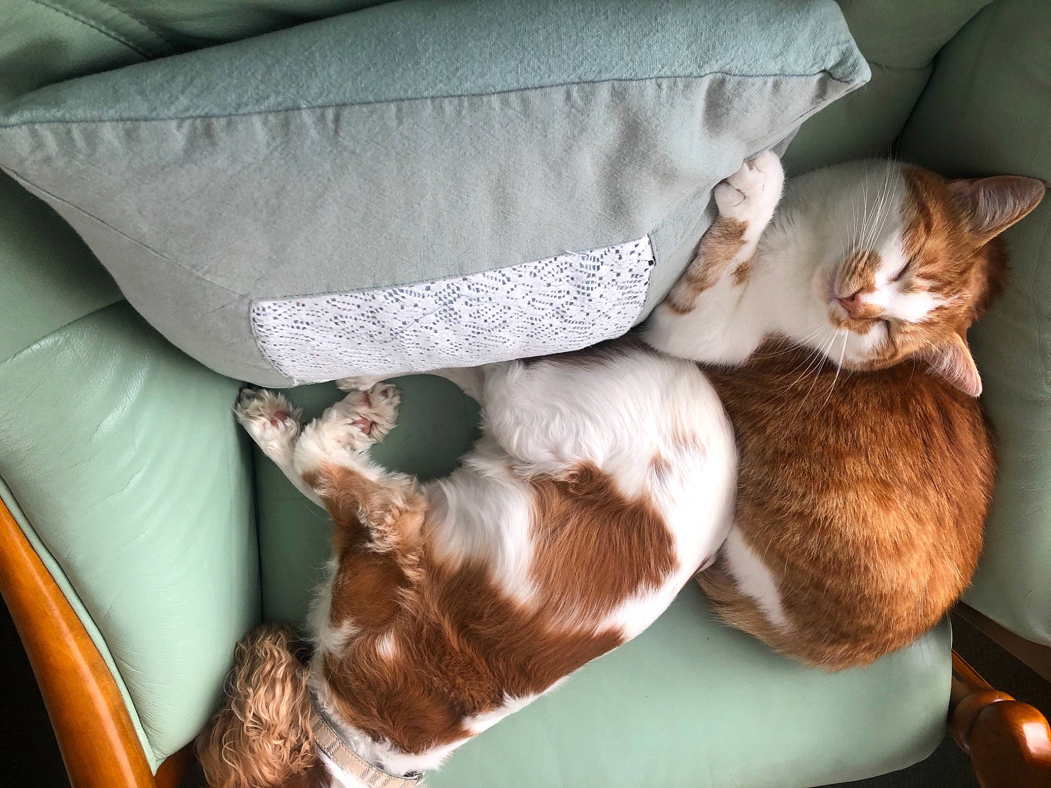 Wolf participe au concours pour gagner de l'argent avec cette photo : asian, carnivore, cat, cat_bed, comfort, cushion, devon_rex, fawn, felidae, fur, furniture, german_rex, kitten, nap, paw, pillow, small_to_medium_sized_cats, tail, whiskers