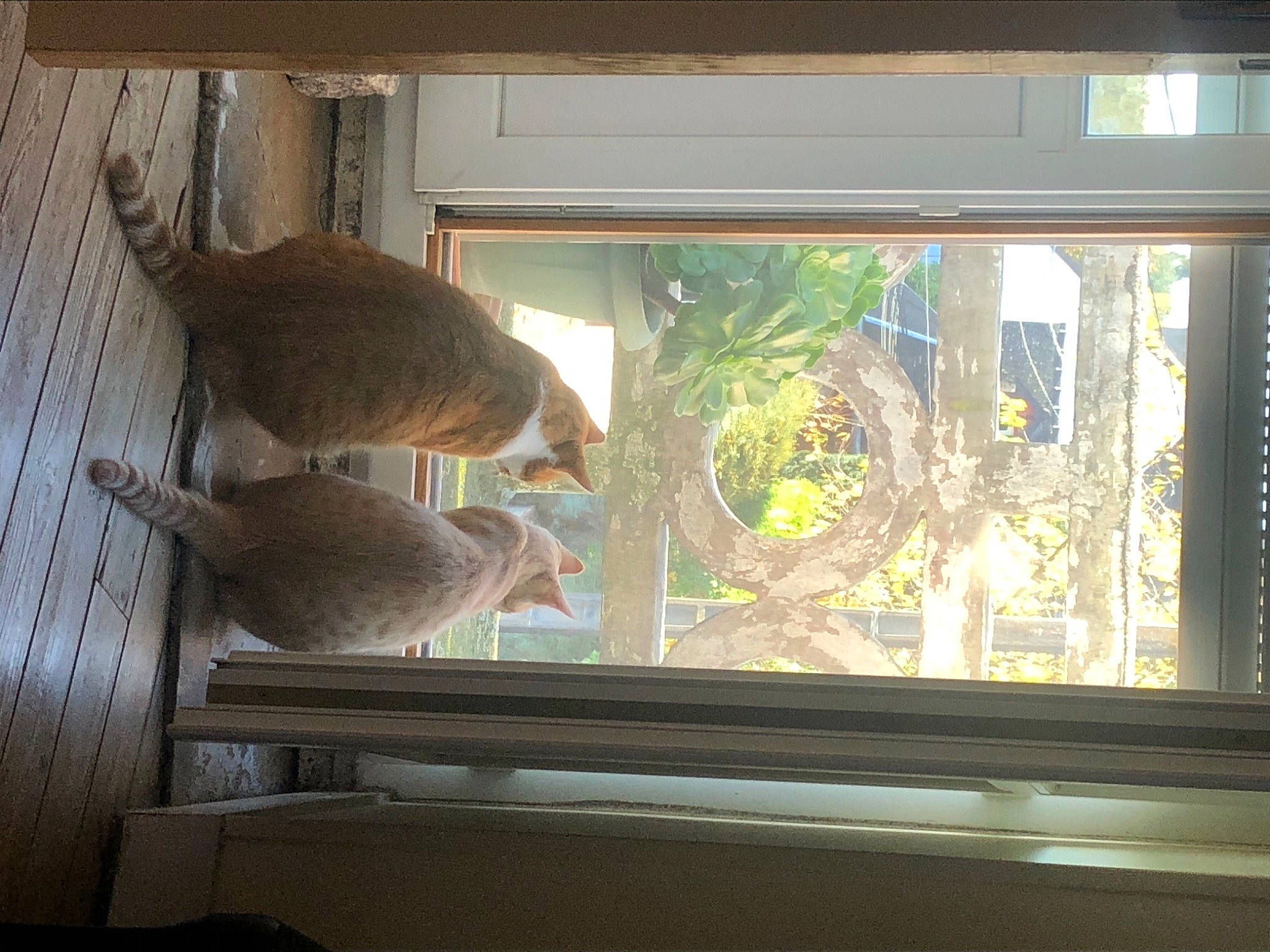 Wolf a rejoint le concours — aidez-le/la à gagner de superbes lots ! fawn, house, interior_design, room, window