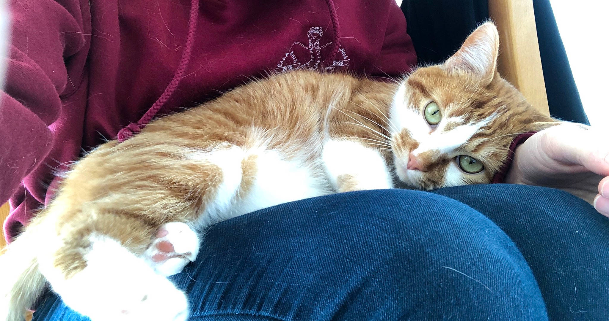 Wolf a rejoint le concours — aidez-le/la à gagner de superbes lots ! aegean_cat, american_wirehair, asian, carnivore, cat, domestic_short_haired_cat, european_shorthair, fawn, felidae, fur, kitten, nap, sleep, small_to_medium_sized_cats, tabby_cat, whiskers