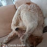 dog, couch, indoor, pet, beige, fur, playful, twisting, home, canape, animal, domestic, relaxing, funny_pose, snout, paw, ear, furniture, comfort, cute