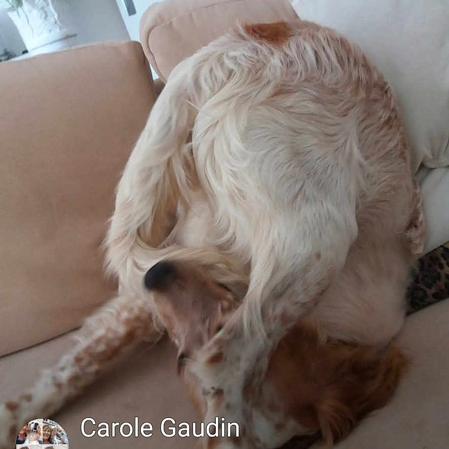 Panfore a rejoint le concours — aidez-le/la à gagner de superbes lots ! dog, couch, indoor, pet, beige, fur, playful, twisting, home, canape, animal, domestic, relaxing, funny_pose, snout, paw, ear, furniture, comfort, cute
