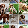 Pandore a rejoint le concours — aidez-le/la à gagner de superbes lots ! accessories, animal, art, beagle, canine, cockerspaniel, collage, dog, face, grass, head, hound, lawn, person, pet, photography, plant, portrait, puppy, strap