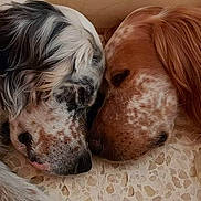 Pandore participe au concours pour gagner de l'argent avec cette photo : animal, blanket, canine, cockerspaniel, collie, couch, dog, furniture, goldenretriever, head, hound, papillon, person, pet, pointer, puppy, saintbernard, sleeping, snout, terrier