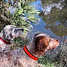Pandore a rejoint le concours — aidez-le/la à gagner de superbes lots ! accessories, animal, canine, dog, goldenretriever, grass, hound, land, nature, outdoors, pet, plant, pointer, pond, puppy, reed, summer, tree, vegetation, water