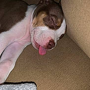Duchess joined the competition — help win amazing prizes! dog, puppy, sleeping, tongue_out, brown_and_white, couch, cozy, nap, close_up, pet, canine, indoor, relaxed, fur, adorable, resting, cute, animal, companion, domestic
