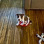 Duchess joined the competition — help win amazing prizes! puppy, dog, frisbee, wooden_floor, toy, rope_toy, indoor, brown_and_white, pet, cute, sitting, looking_up, floor, couch, playful, young_dog, domestic, animal, small_dog, curious